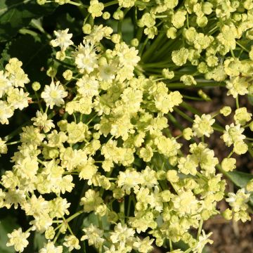 Sambucus nigra Monstrosa - Elder