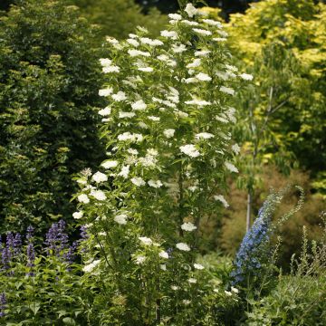  Sambucus nigra Obelisk - Elder