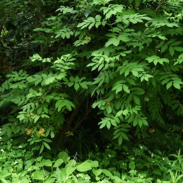 Sambucus nigra Pendula - Sambucus nigra Monstrosa - Elder