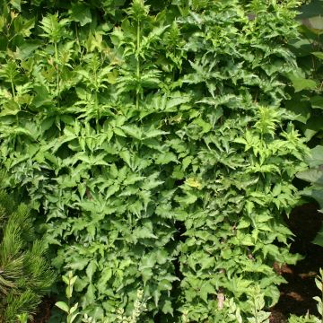 Sambucus nigra Pyramidalis - Elder