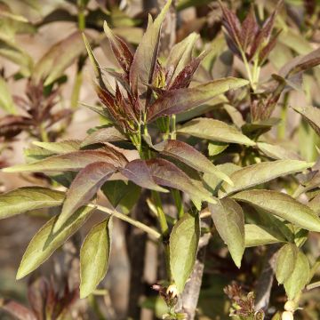 Sambucus tigranii 