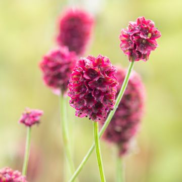 Sanguisorba Proud Mary - Pimprenelle