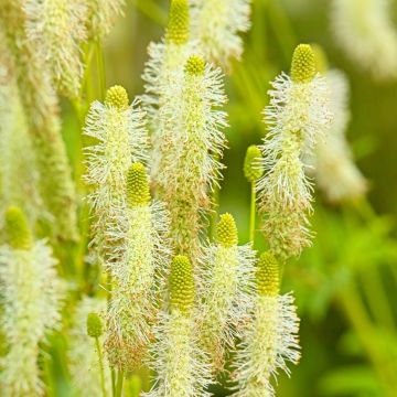 Sanguisorba canadensis 