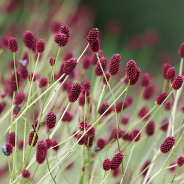 Sanguisorba officinalis Arnhem - Grande pimprenelle