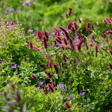 Sanguisorba officinalis Tanna - Grande Pimprenelle