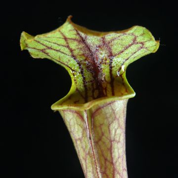 Sarracenia Tygo - Pitcher plant