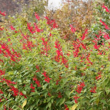 Salvia elegans - Sauge Ananas