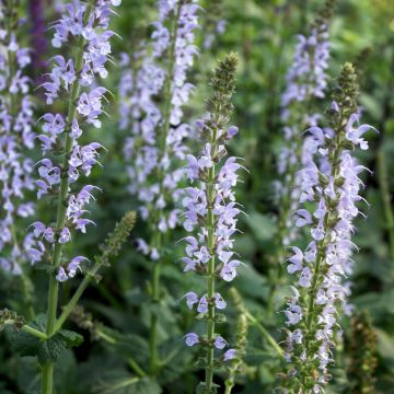 Sauge Crystal Blue (Colorspires) - Sauge des bois.