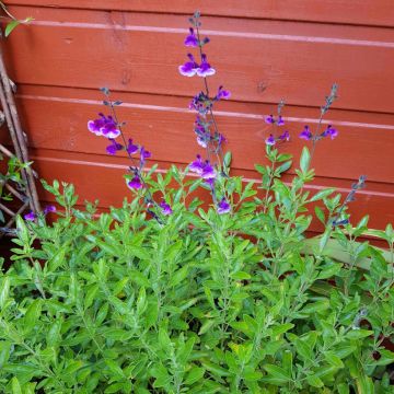 Salvia x microphylla Oriental Dove - Baby Sage