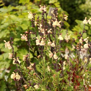 Sauge arbustive - Salvia greggii Mirage Cream