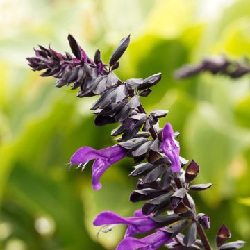 Salvia nemorosa Marcus Haeumanarc - Perennial dwarf sage with bright ...