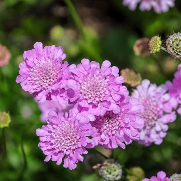 Scabieuse colombaire - Scabiosa col. Pink Mist