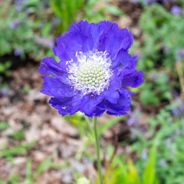 Scabiosa caucasica Fama