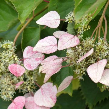 Schizophragma hydrangeoides Rose Sensation