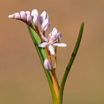 Scilla bifolia Rosea - Scille à deux feuilles