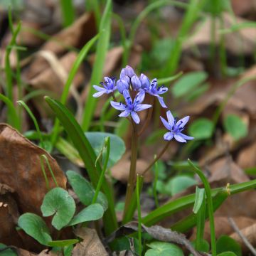 Scille de Sibérie - Scilla sibirica Spring Beauty