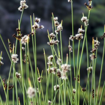 Schoenoplectus lacustris Albescens - Scirpe aigu panaché.