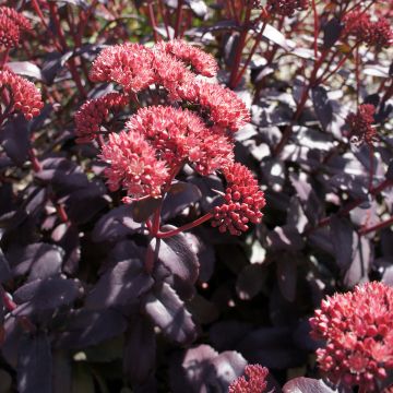 Hylotelephium spectabile Night Embers - Stonecrop