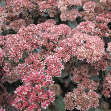 Sedum spectabile Yellow Xenox - Autumn Stonecrop