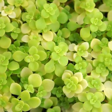 Sedum makinoi Ogon - Stonecrop