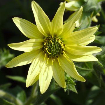 Silphium mohrii