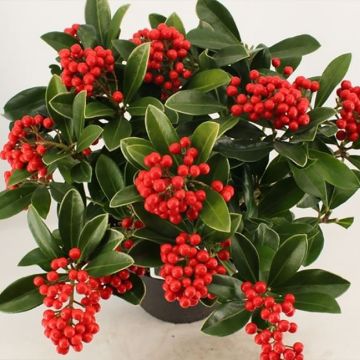 Skimmia japonica Temptation - Japanese Skimmia