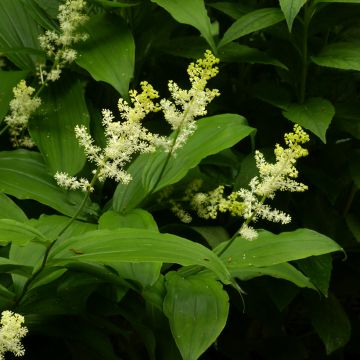 Smilacina racemosa