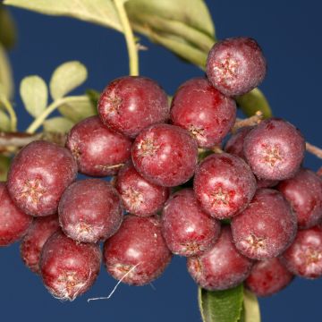 Sorbus aucuparia Krasavica - Rowan