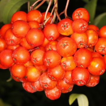 Sorbus aucuparia Krasnaja Krupnaja - Rowan