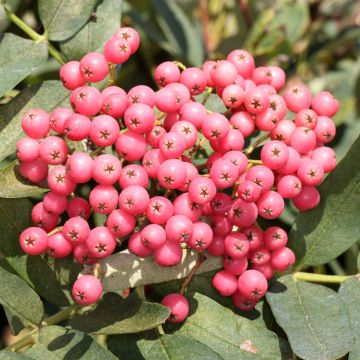 Sorbus Leonard Messel - Mountain Ash