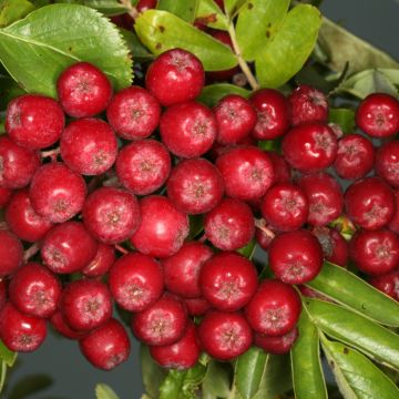 Sorbus Rubinowaja - Sorbus x Pyrus