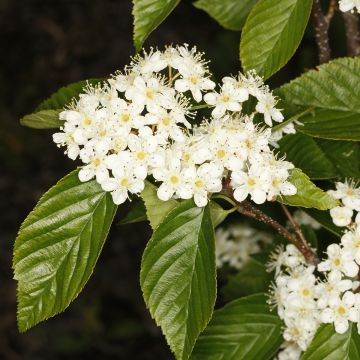 Sorbus alnifolia Red Bird