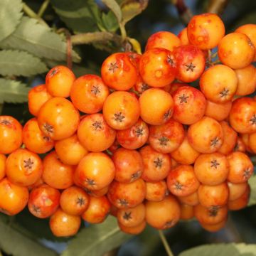 Sorbus Copper Glow - Rowan