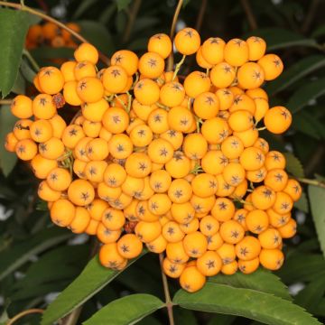 Sorbus Schouten - Arnold Rowan