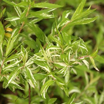 Spiraea thunbergii Mount Fuji - Japanese Spiraea 