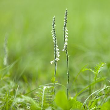 Spiranthes Cernua var odorata - Chadds Ford