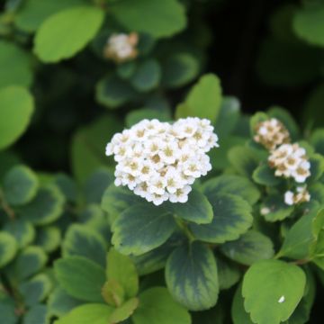 Spiraea betulifolia Tor