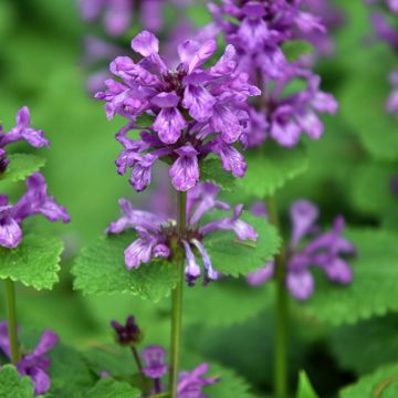 Stachys grandiflora superba