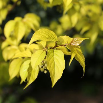 Stachyurus chinensis Goldbeater