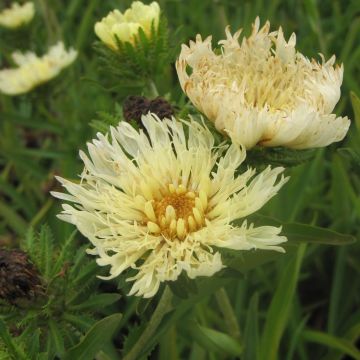 Bleuet d'Amérique - Stokesia laevis Mary Gregory