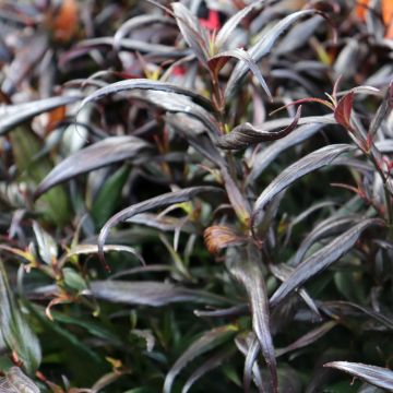 Strobilanthes anisophyllus Brunetty