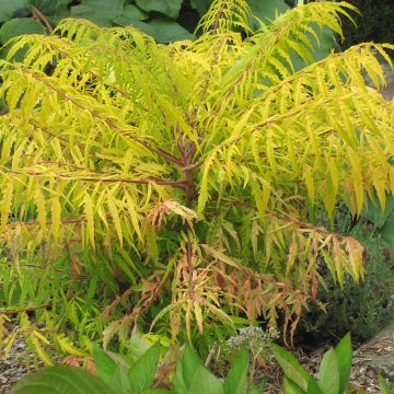 Sumac de Virginie Tiger Eyes