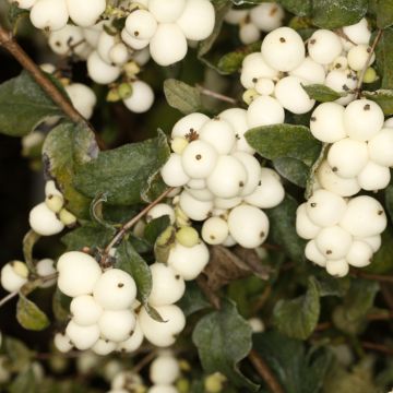 Symphoricarpos oreophilus