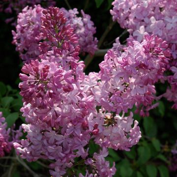 Syringa x hyacinthiflora Esther Staley - Hyacinth-flowered Lilac