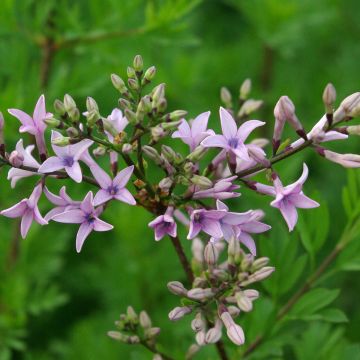 Syringa protolaciniata Kabul - Lilac