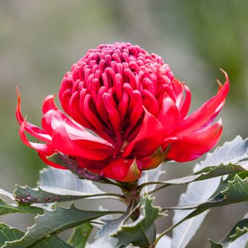 Telopea speciosissima Red Embers - Waratah