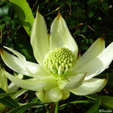 Telopea speciosissima White