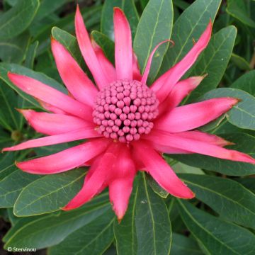 Telopea Braidwood Brilliant - Waratah