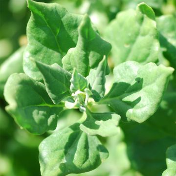 Horned Tetragon NT - Ferme de Sainte Marthe seeds