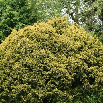 Taxus baccata Elegantissima - Yew